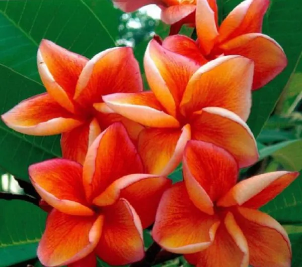 New Fresh 5 Orange Plumeria Seeds Plants Flower Lei Hawaiian See - £10.97 GBP