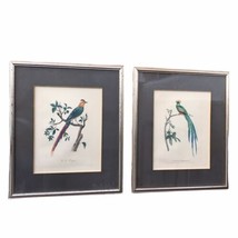 Pair Of Chelsea House Vintage Framed Barraband Art Prints Birds Nature 22 x 26&quot; - £224.21 GBP