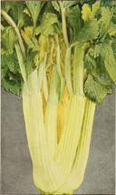 Septh 1000 Golden SELF-BLANCHING Celery Burpee Dwarf Apium Graveolens Vegetable - £4.76 GBP