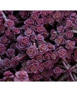 PowerOn 50+ Purple Carpet Sedum Flower Seeds / Dark Red / Drought Tolerant Peren - $7.34