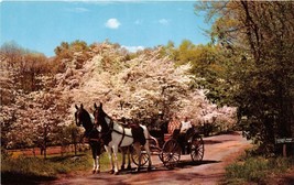 Hot Springs V A The Homestead Horse Drawn Carriage Enjoy Country Postcard c1960s - £6.75 GBP