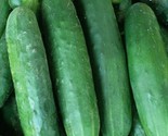 Poinsett 76 Cucumber Seeds 50 Vegetable Garden Pickling Slicing Fast Shi... - $8.99