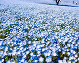 Baby Blue 100 Seeds Flower Groundcover Drought Tolerant Wildflower Sprin... - $6.58