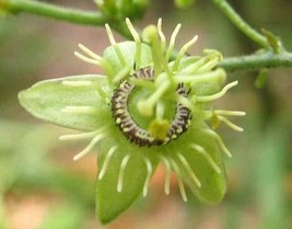 100 Seeds Cork Bark Passion Flower - Passifloraceae - Passiflora Sube - £23.12 GBP