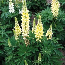 Lupine Seeds Lupini Yellow 25 Seeds Perennial Seeds Lupinus Seeds Gardening USA  - £11.25 GBP