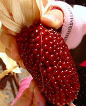 Grow 60 Strawberry Ruby Corn Seeds Popcorn Sweetheirloomorganicrare - £7.43 GBP