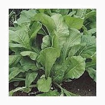 Grow In US Mustard Greens Seed Florida Broadleaf Heirloom Non Gmo 50Seeds  - £7.23 GBP