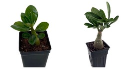 2.5&quot; Pot Picotee Pink and White Adenium - Houseplant - £19.95 GBP