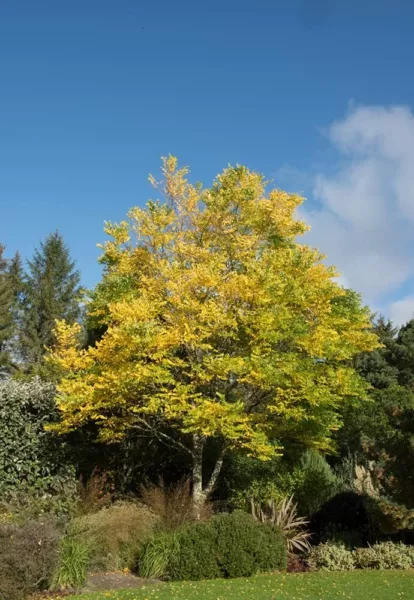 10 Kentucky Coffee Tree Seeds For Planting Gymnocladus Dioicus Usa Seller - £15.81 GBP