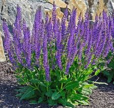 100 seeds May Night Blue Salvia Meadow Sage organic ornamental perennial From US - £8.63 GBP