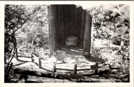 Worlds Largest Cathedral Tree Redwood Highway California RPPC Postcard Z27 - $7.95