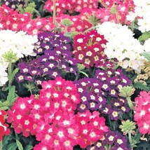Yuga89 Store 200 Verbena Mix Flower Seeds Groundcover Hanging Baskets Flower - £4.98 GBP