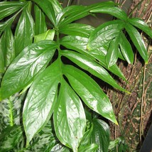 New Fresh USA Seller Rhaphidophora Decursiva Creeping Philodendron Shingle Plant - £14.69 GBP