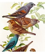 Indigo Bunting Blue Grosbeak 1936 Bird Lithograph Color Plate Print DWU12C - $41.14 CAD