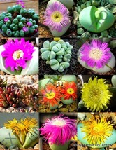 BStore 20 Seeds Store Exotic Argyroderma Mix Succulent Cactus Mixed Living Stone - £11.85 GBP