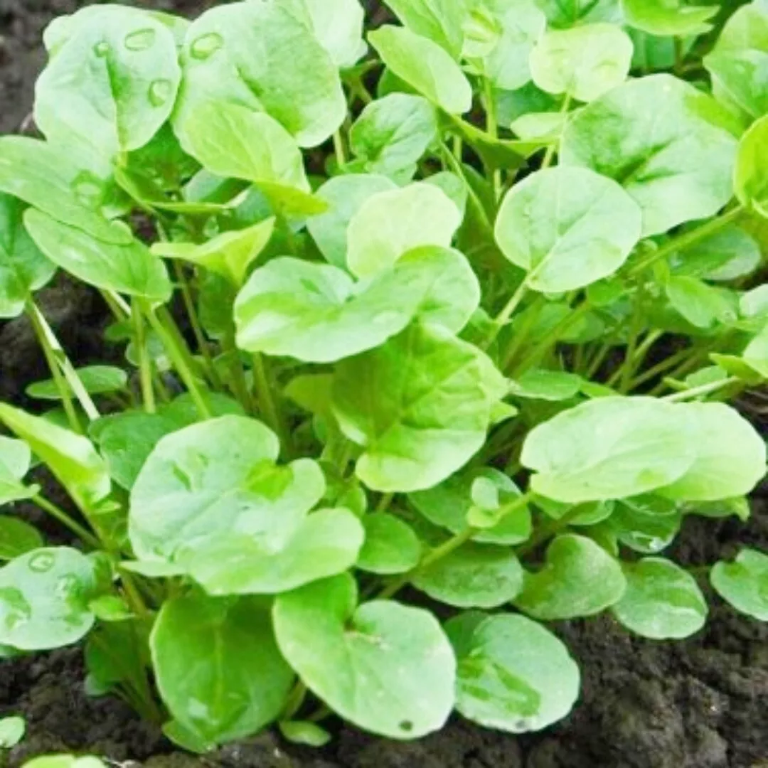 RAFH 1200 Upland Cress Seeds Non GMO Heirloom Barbarea Verna Herb Garden Fresh - £6.86 GBP