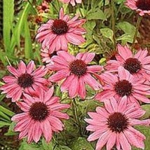 THJAR 25+ PINK  ECHINACEA/CONEFLOWER FLOWER SEEDS / PERENNIAL - $6.99