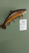 Beautiful Real Skin 23 inch Brown Trout Taxidermy Wall Mount - £334.24 GBP