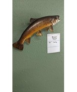 Beautiful Real Skin 23 inch Brown Trout Taxidermy Wall Mount - £334.24 GBP