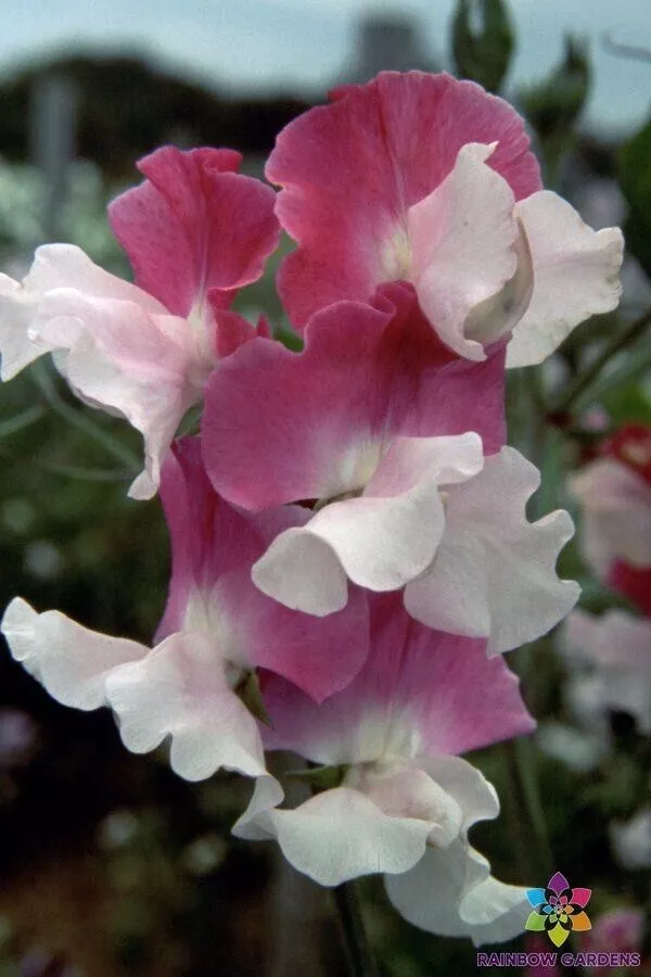 50 Route 66 Sweet Pea Seeds Planting USA Shipping - $9.96