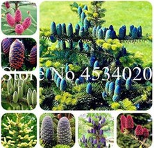 30 pcs Korean Fir Tree Seeds Abies Koreana - Mixed FRESH SEEDS - £9.58 GBP