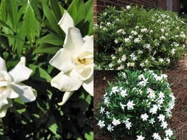 Live Plant 2.5 QT Frost Proof Gardenia ( cape jasmine ) - $59.98