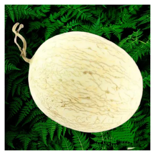 Branco Do Ribatej Melon Seeds Non-Gmo 20 Seeds Heirloom Melon. - $8.50