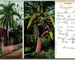 Cocoanut Trees Multi View Florida FL UDB Postcard F9 - $3.91