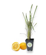 Lemongrass - Cymbopogon citratus - Live plant - Lemon Grass - Great for ... - $35.27 CAD