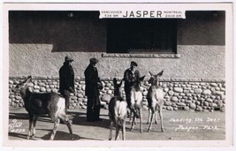 Alberta Postcard RPPC Feeding The Deer Jasper Park - $9.89