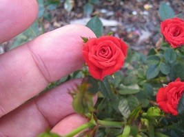 Red miniature rose seeds different colors - - 20 seeds - code 672 - $5.99