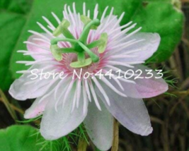 20 Seeds Seed Passion Flower Passiflora Incarnata Certified Pure Live Tropical F - £6.56 GBP