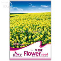 Canola Flower Seeds Rapeseed Edible Rape Flower Seeds 150 Seeds Aromatic Ornamen - $9.66