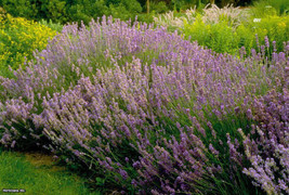 100 HEIRLOOM Lavender (Lavendula angustifolia)True Seed - $3.49