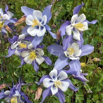 SR12Store Blue Rocky Mountain Columbine Seeds 300 Flower Aquilegia Caerulea US P - $8.62