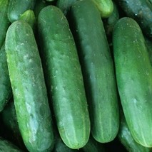 US Seller Poinsett 76 Cucumber Seeds 50 Vegetable Garden Pickling Slicing Fast S - $10.05