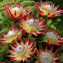  2PCS Protea Cynaroides &#39;Maddie&#39; Seeds - £7.72 GBP