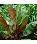 Ensete Maurelii, Red Abyssinian Banana, Banana Tree, Fruit Tree - $35.95