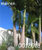 10 Pcs Bag Bottle Palm Flores Exotic Plants Tree Home Garden Balcony See... - $4.68
