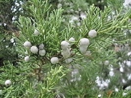 SuGard 20 Of Mountbatten Juniper Seeds Juniperus Chinensis Mountbatten - £9.55 GBP