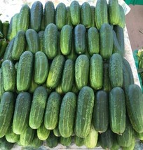 USA SELLER Wisconsin Pickling Smr Cucumber Seeds 25 Fresh Seeds For 2023 Fresh N - $10.64