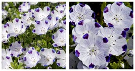 Five Spot, Unusual Eye-Catching Purple Flower 250 Seeds - £11.97 GBP
