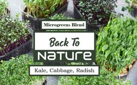 Kale, Cabbage, Radish Microgreen Seed Blend - Organic Seeds - Non Gmo - Heirloom - £3.23 GBP