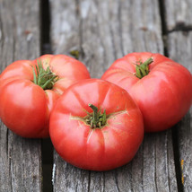 50 + seeds Pink Beauty Tomato Tomatoe Vegetable Garden Edible Canning Fr... - £6.91 GBP