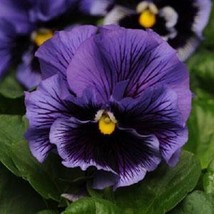 New 30+ Frizzle Blue Ruffled Pansy Flower Seeds Perennial - £10.77 GBP