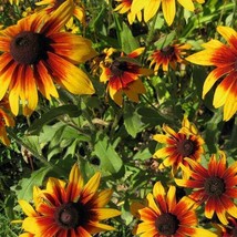 Fresh Gloriosa Daisy Rudbeckia Perennial Heirloom Non-Gmo Fall Planting 500 Seed - £8.75 GBP