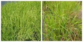 3 Leersia oryzoides | Rice Cut Grass | Bareroot | Live Plant - $44.99