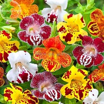 Rare Beautiful Colorful Monkey Face Flowers, 30 mixed Seeds, attract butterflies - £2.80 GBP
