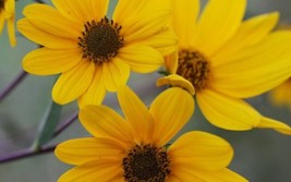 GIB 100 Swamp Sunflower Narrowleaf Sunflower Helianthus Angustifolius Flower See - $18.00