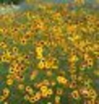 500 Seeds PLAINS COREOPSIS Calliopsis Native Wildflower Heirloom Full/Pa... - $12.00